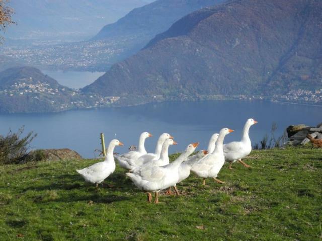 Agriturismo Piccolo Paradiso Pianello Del Lario Eksteriør billede